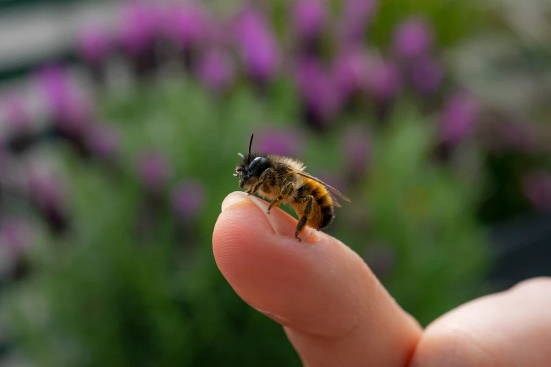 a honeybee on someone's finger next to a bunch of purple flowers