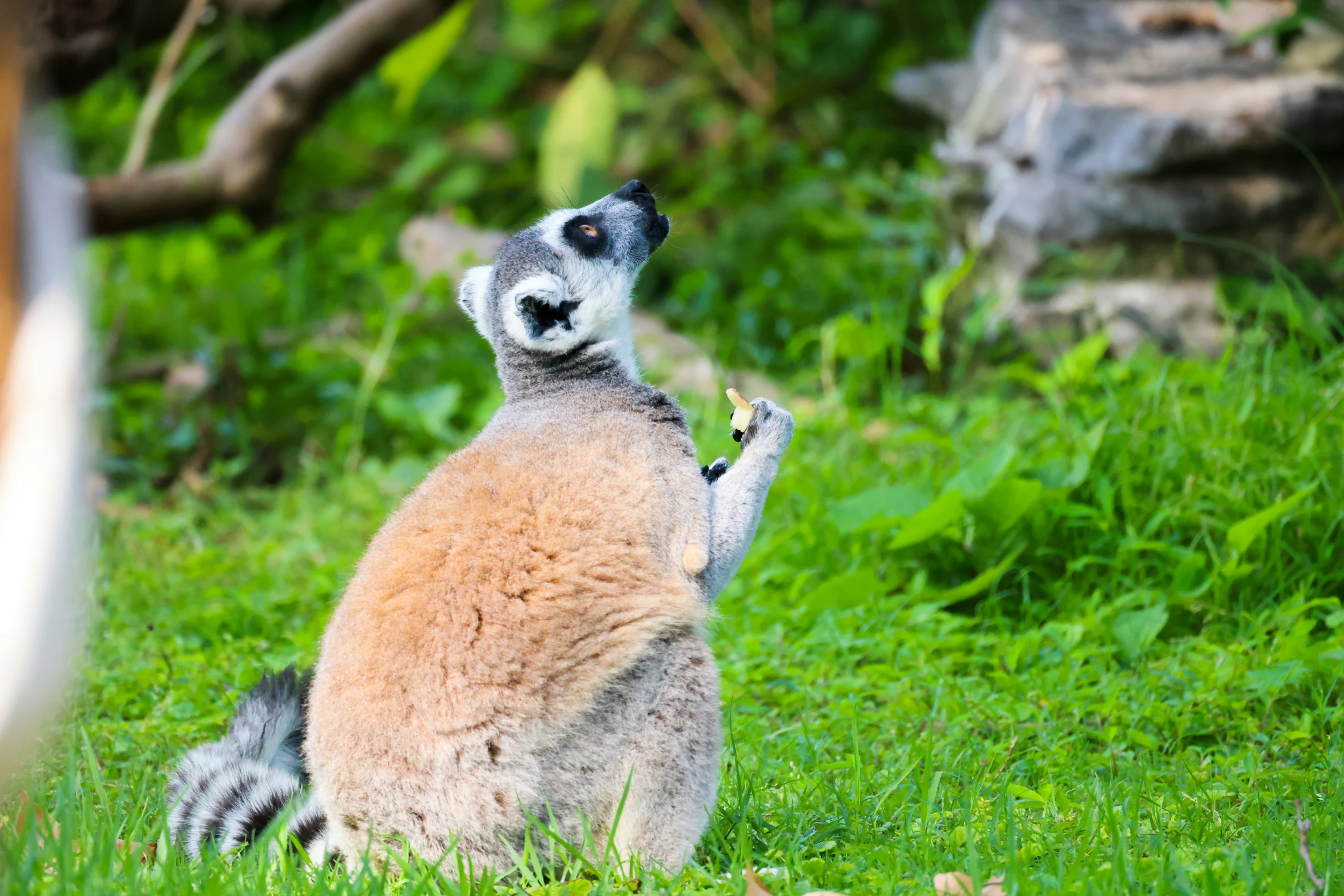 a small baby lemur looking up into the sky