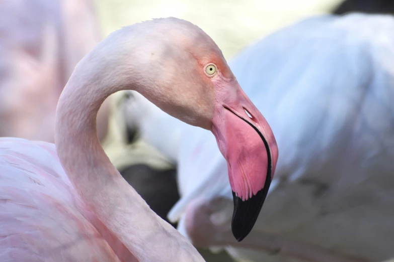 a close up po of a pink flamingo in a flock