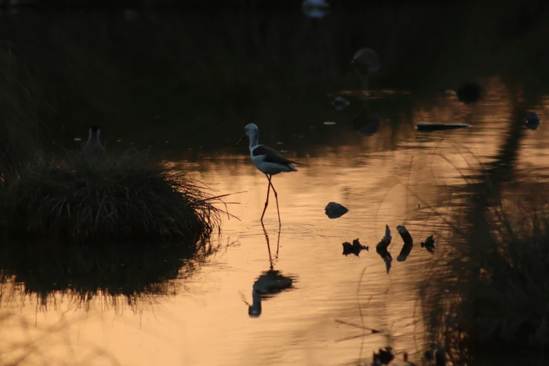 birds wading in the water at sunset