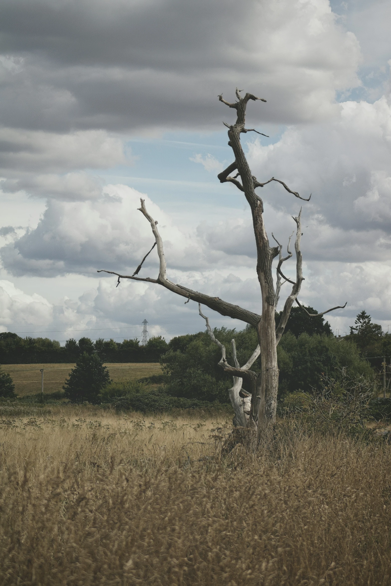 a single tree stands in the middle of a field