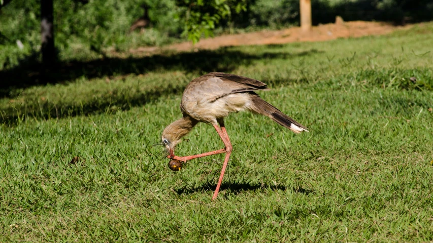 the bird is standing on its leg and trying to stand