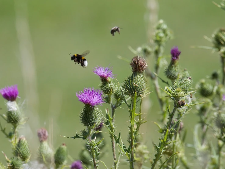 a bee flying next to a purple flower