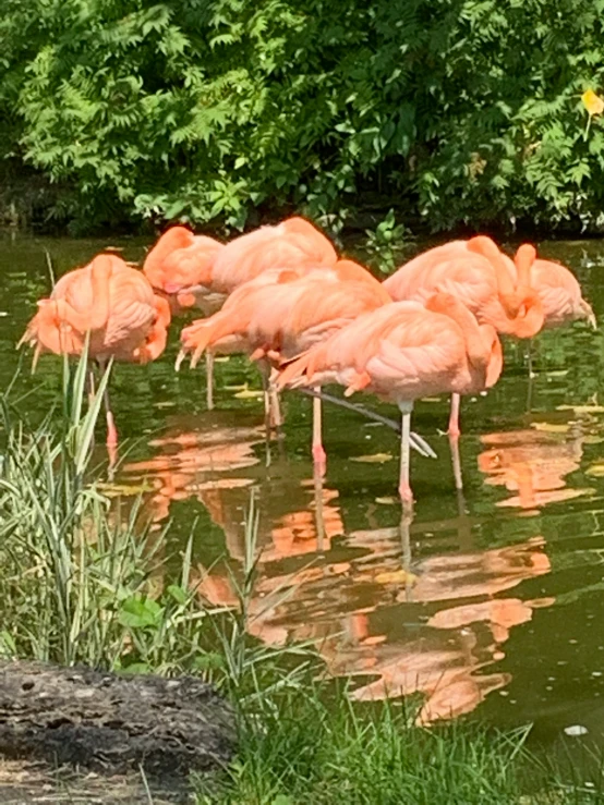 several flamingos drinking water in an open pond