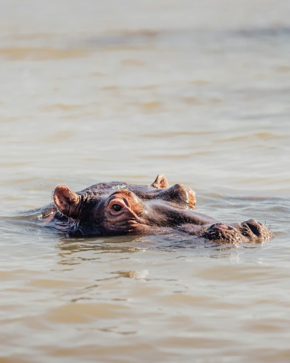 a hippopotamus swimming in the middle of the water