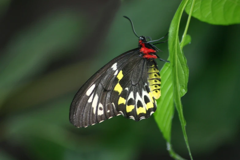 a yellow black and white erfly on a green leaf