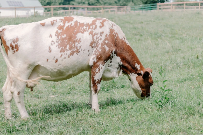 there is a large cow grazing in the grass