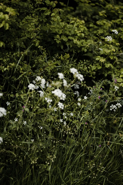 some white flowers and some green leaves and dirt