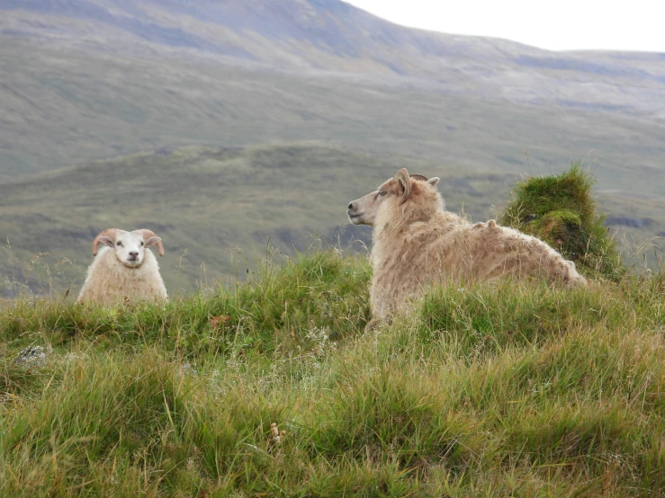 two sheep in grassy field looking towards camera