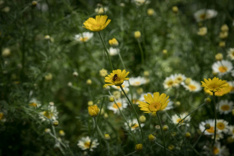 the yellow flowers are close together with the other daisies