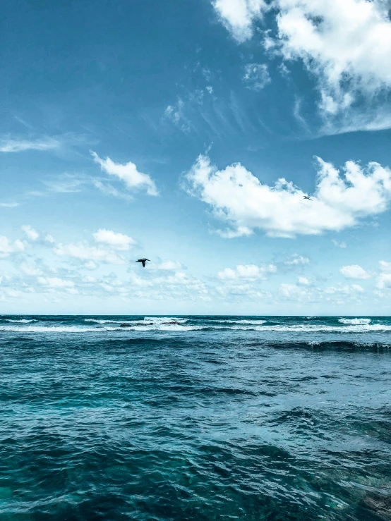 seagulls flying over the ocean with blue sky