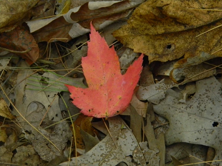 an orange maple leaf lies on its own