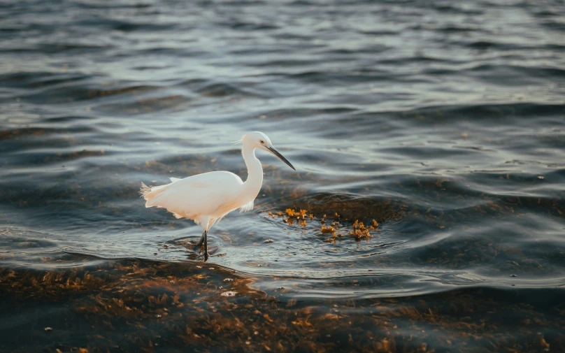 a white bird is standing in water near some algae