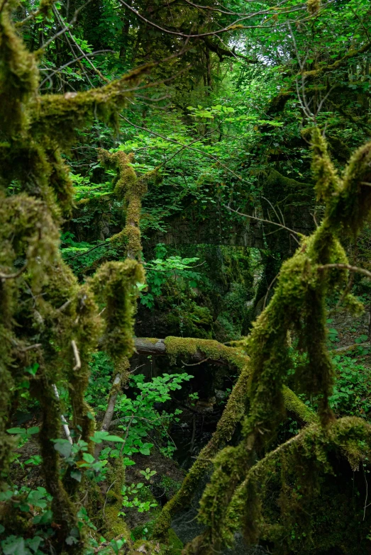 trees that have moss growing on them in the woods