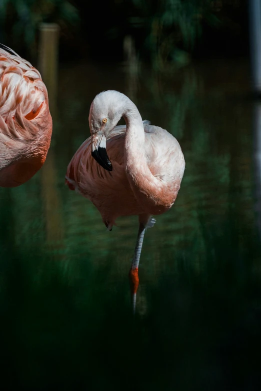 there is a flamingo standing near another flamingo