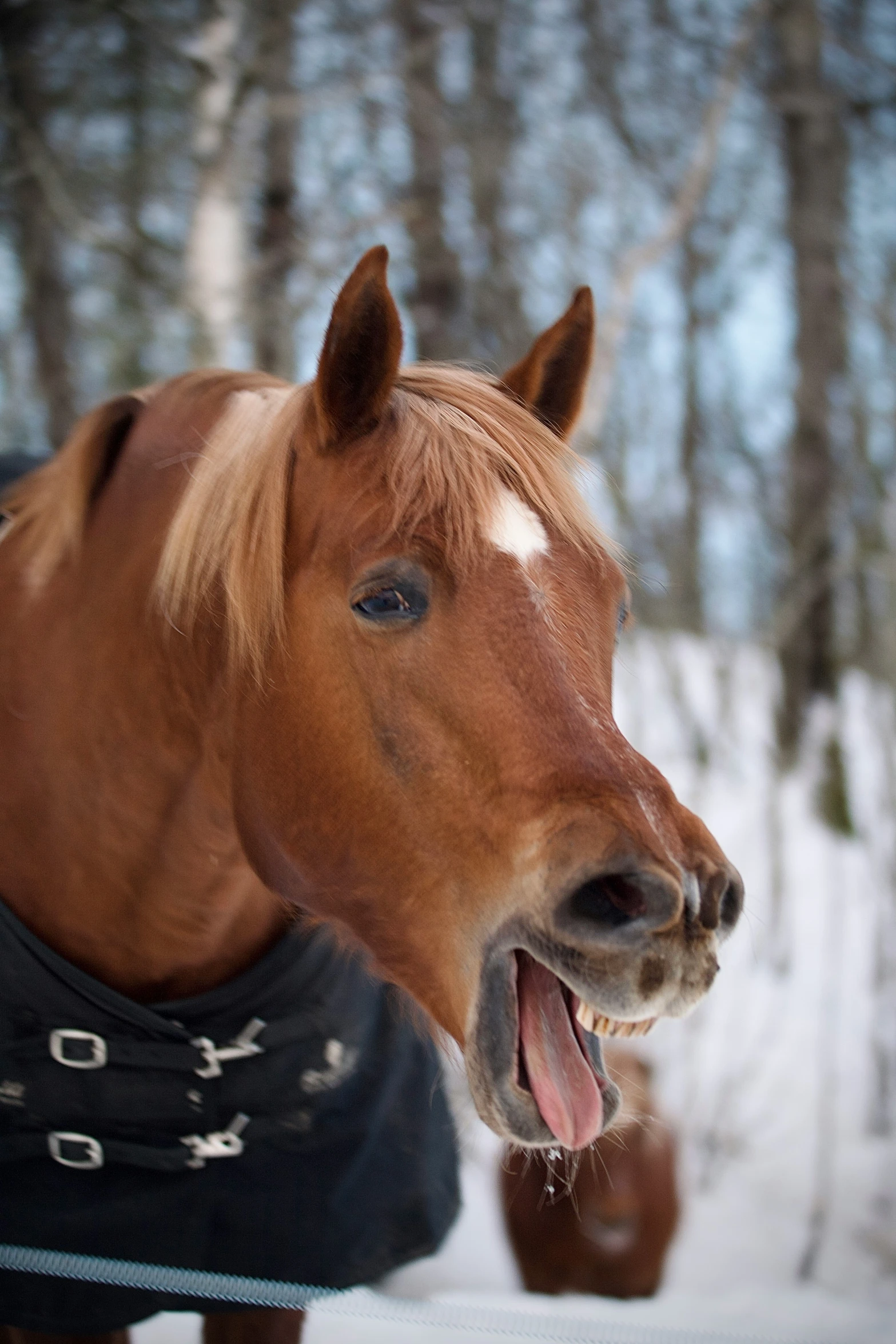 there is a horse that has his mouth open