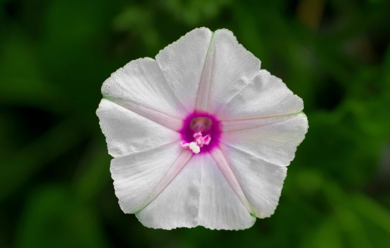 this is an image of a flower in the middle of leaves