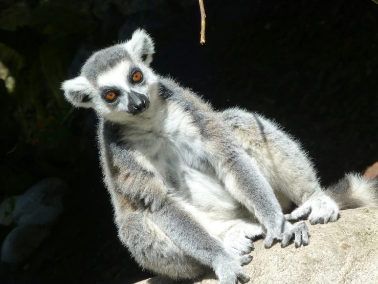 a gray lemur looking at the camera with yellow eyes