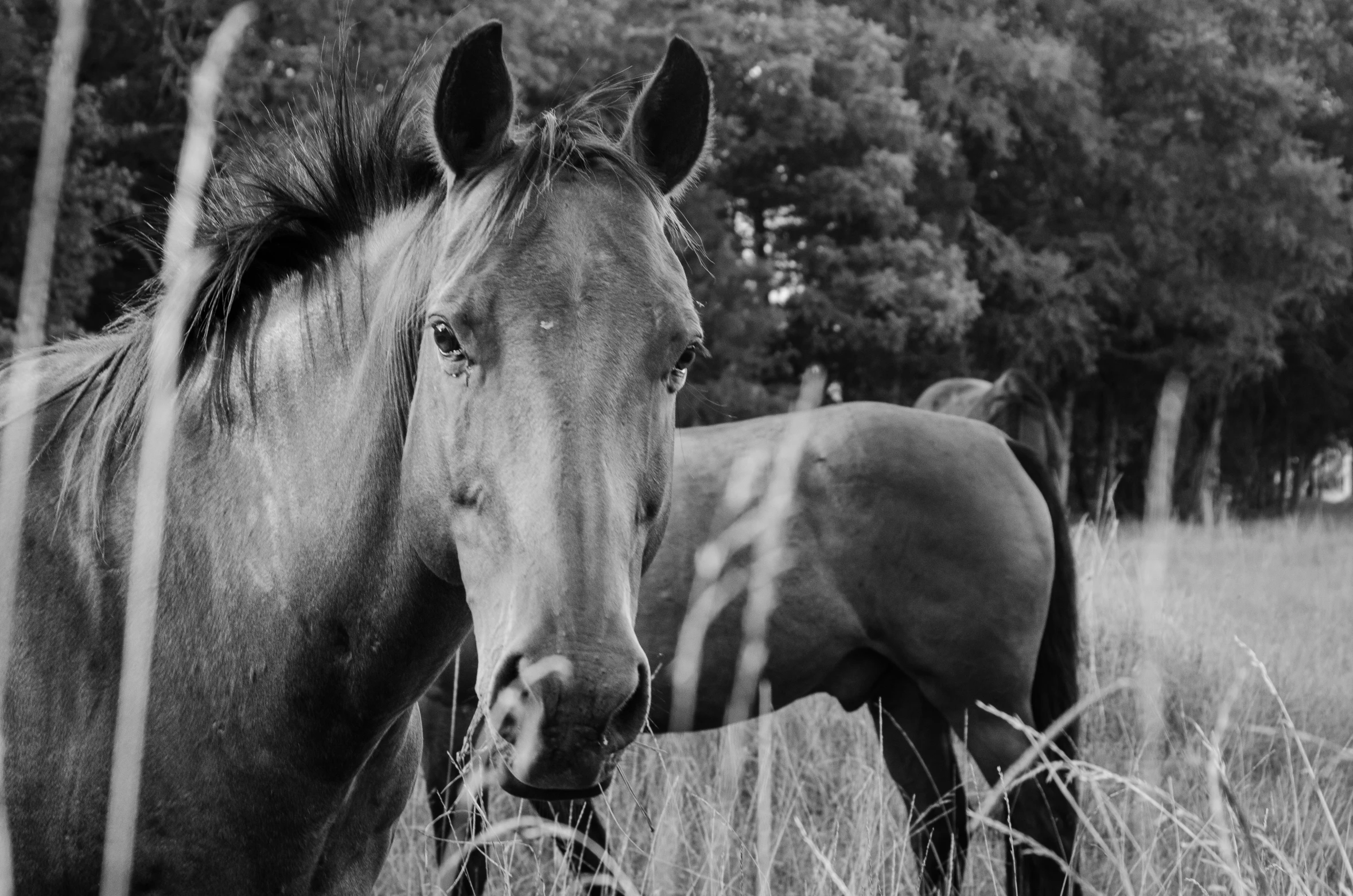 a black and white po of two horses in a field