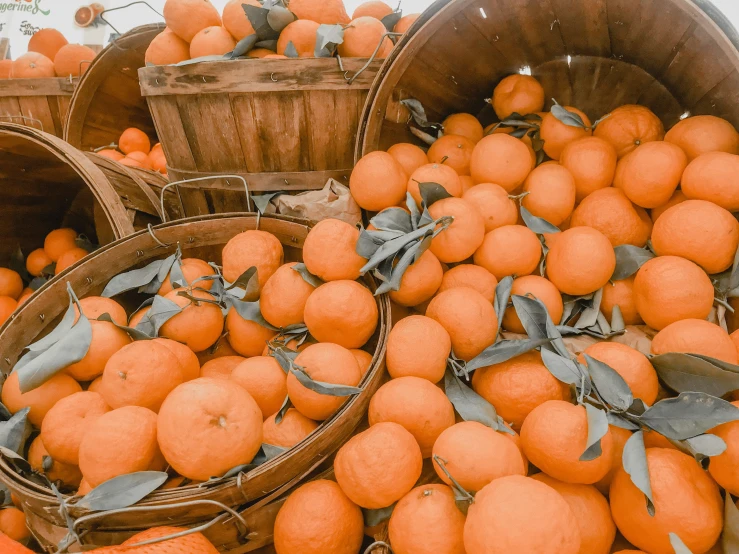 several oranges are placed together in a group