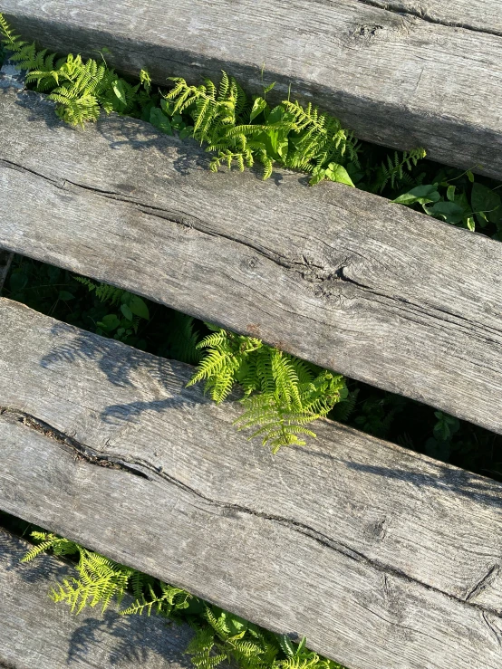 the wooden park bench is covered in green plants