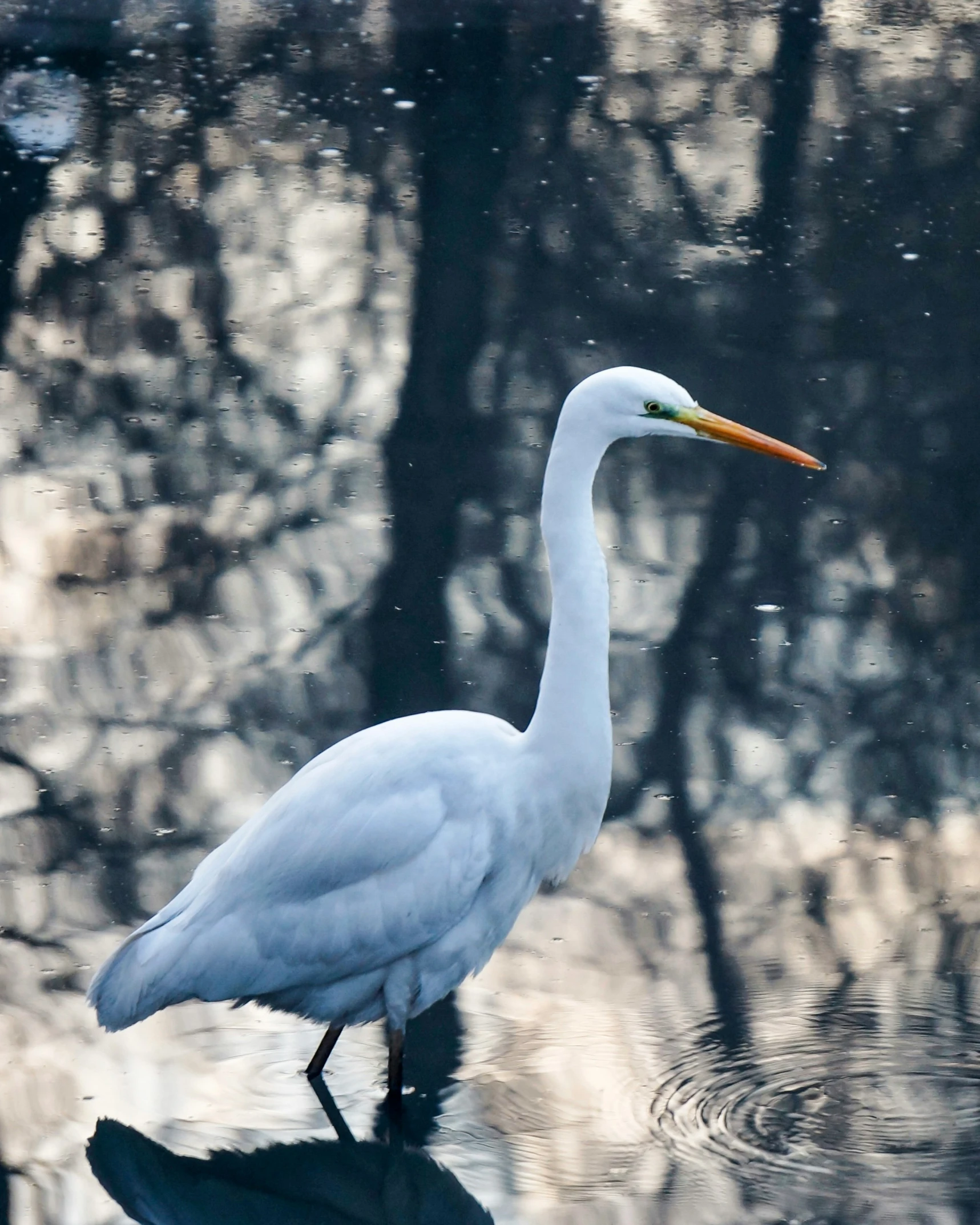 the bird has yellow beak and white body with black head