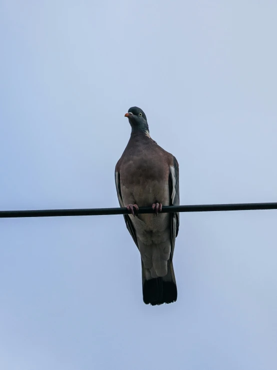 a pigeon sits on a power line while waiting for its turn