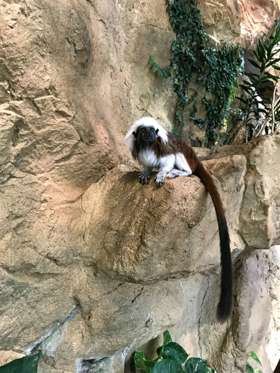 a monkey is sitting on the rock in an enclosure