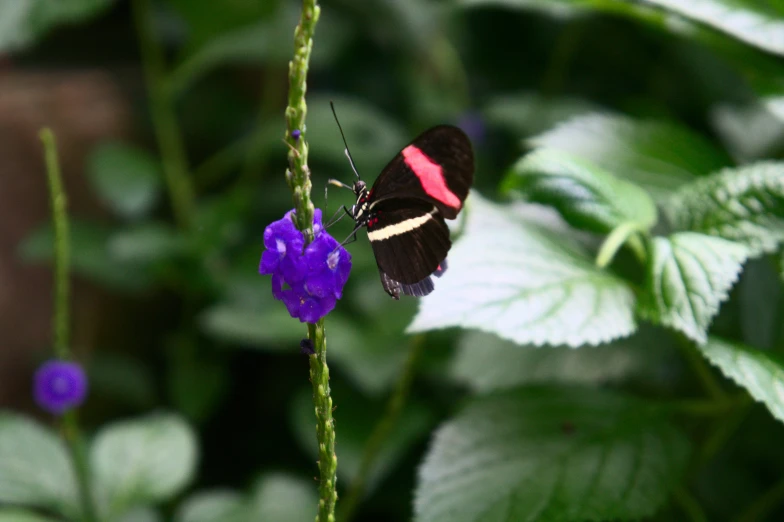 a close up of a small colorful erfly on a flower