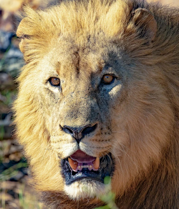 an adult lion standing on a field with green plants