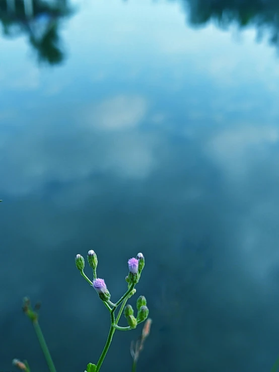 a plant with purple flowers near a body of water