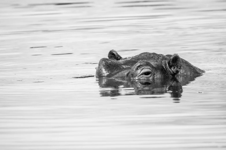 a hippopotama in the water with its head above water