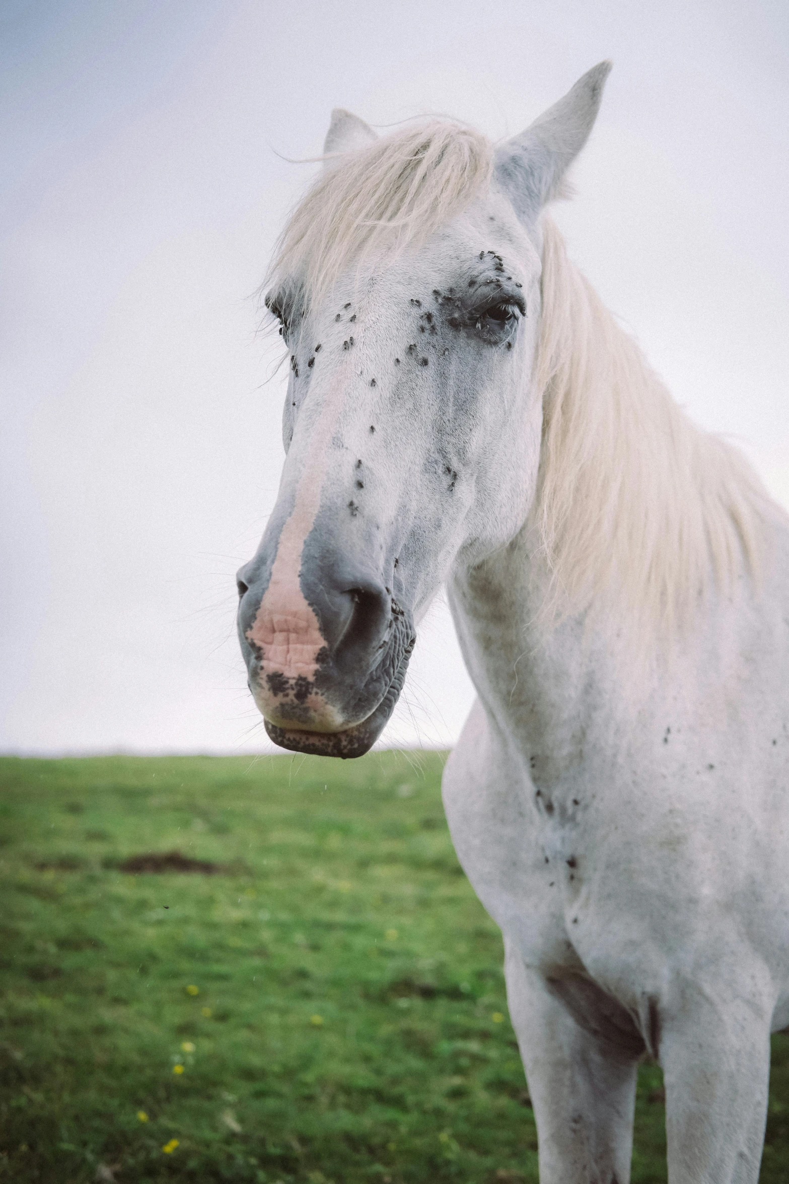 a white horse with brown on the head stands in a grassy field