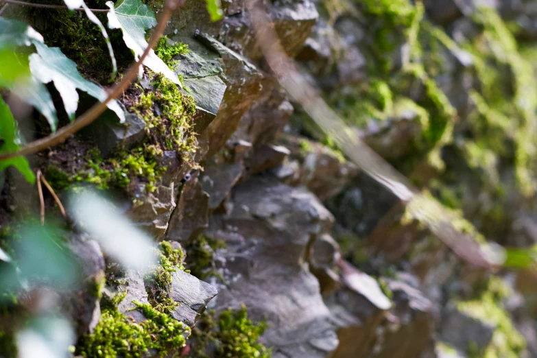 there is a plant on the side of this wall