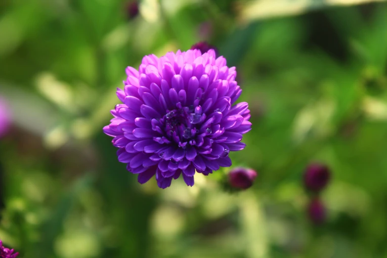 a bright purple flower sits out amongst the green leaves