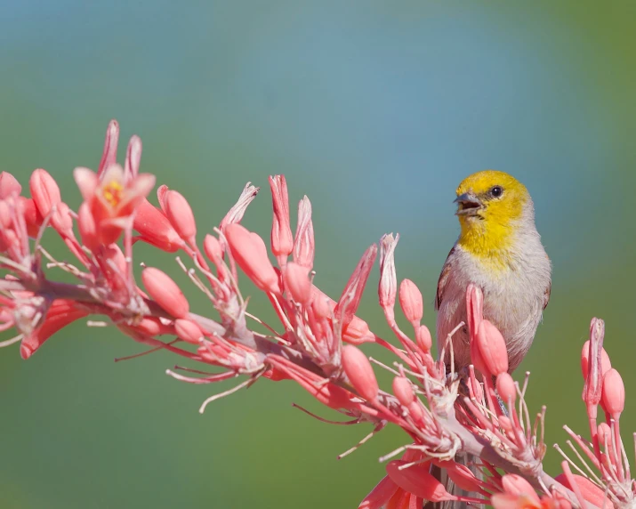 a yellow and grey bird is sitting on top of a flowering nch