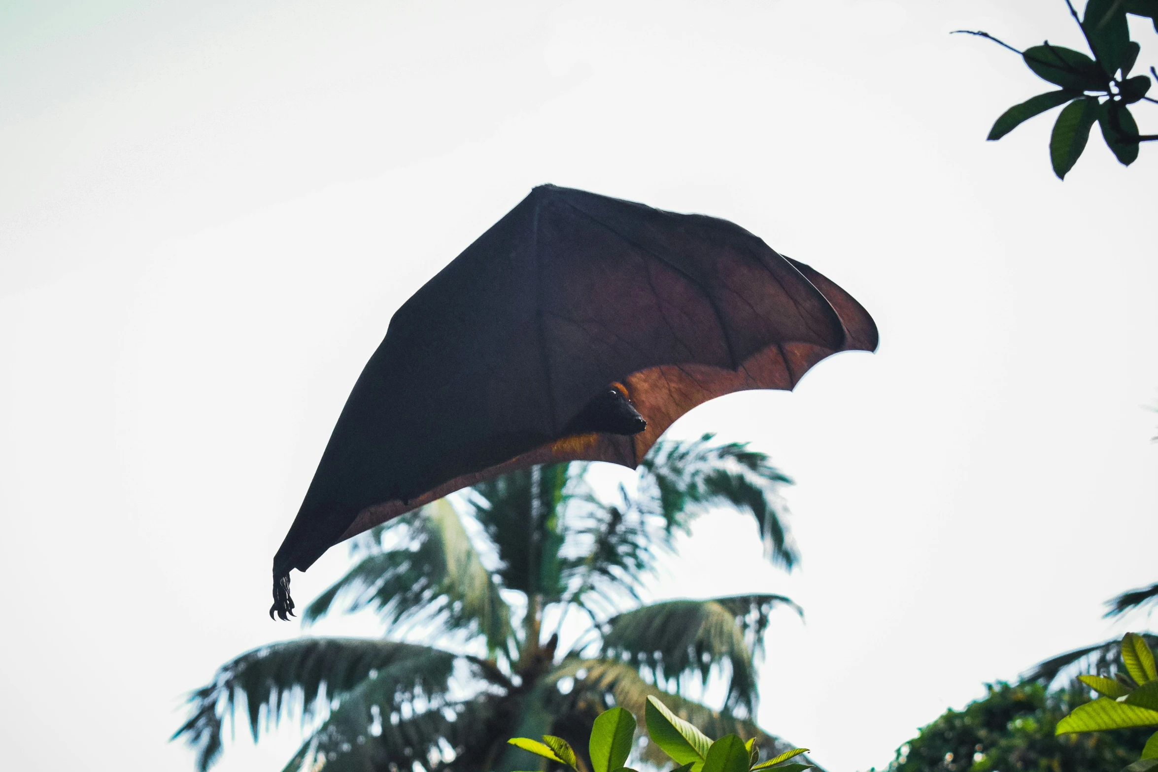 a bat flies through the air next to trees