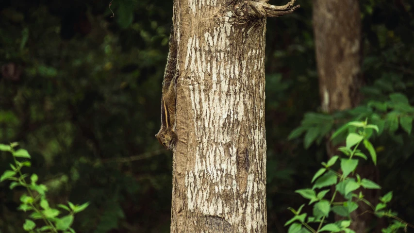 an image of a tree with wood and leaves