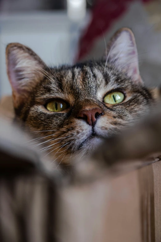 a cat looking to the side over a suitcase