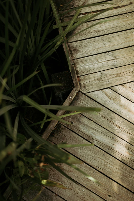 the wooden walkway leading to a small tree