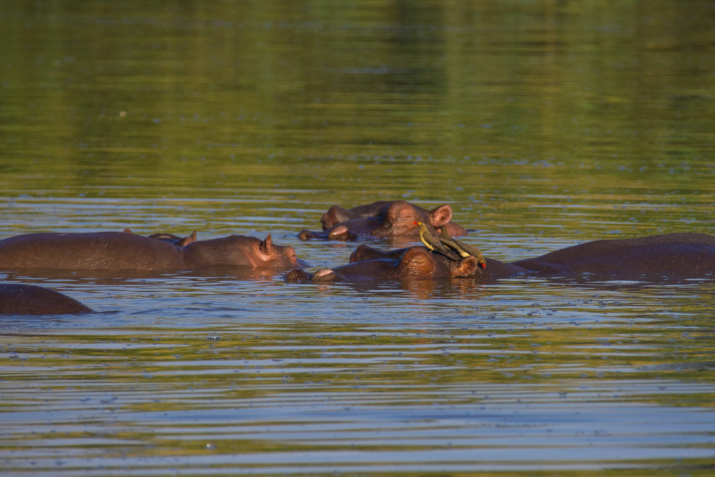 two hippopotamus with young in the water