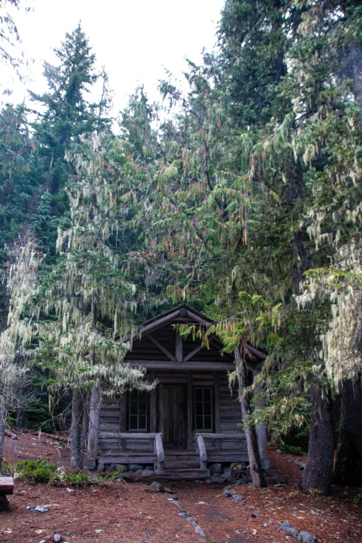 a house in the forest with a lot of trees