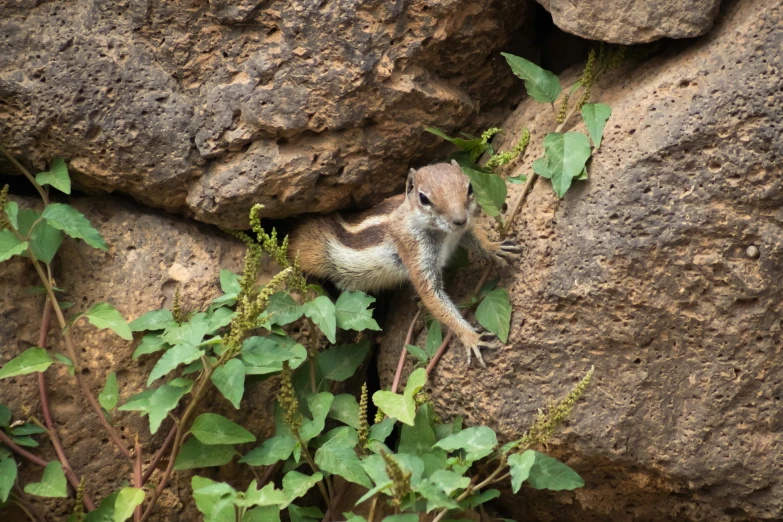 a small animal that is climbing on a big rock