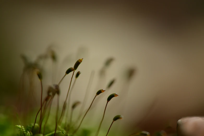 a bunch of grass with long stems sticking out of it