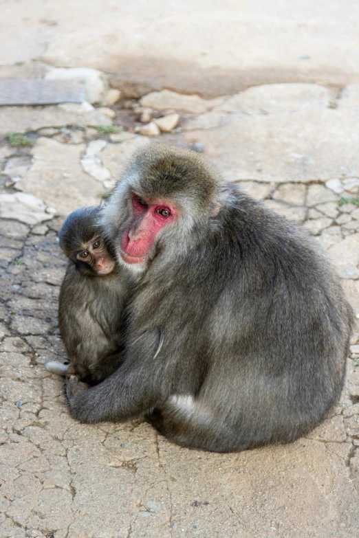 two monkeys sitting on a stone pavement near a graveled surface