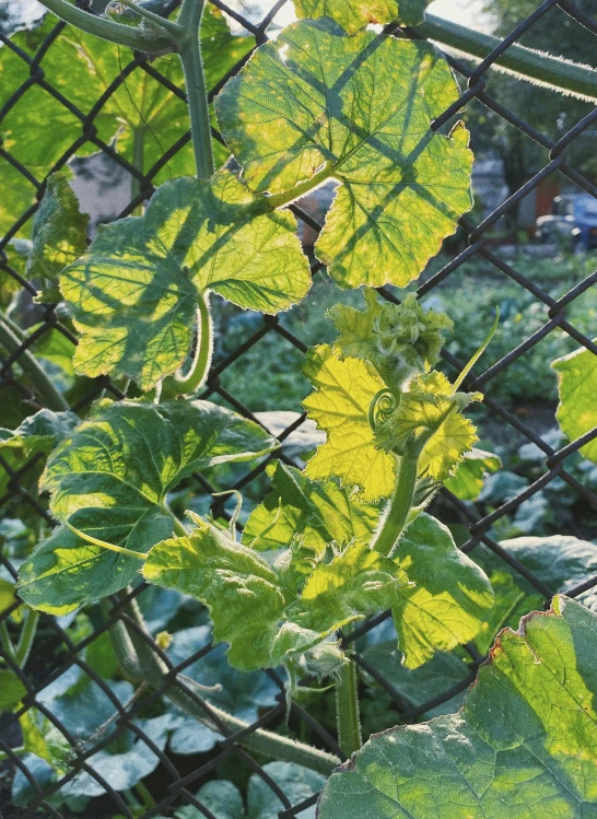 the leaves on the vine are growing very high