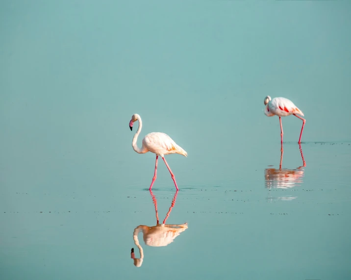 two pink flamingos wading in the middle of the water