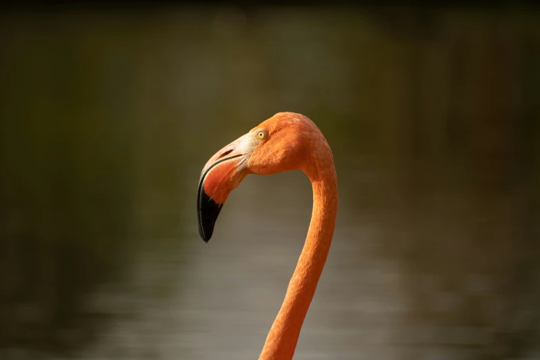 there is a single flamingo standing in the water