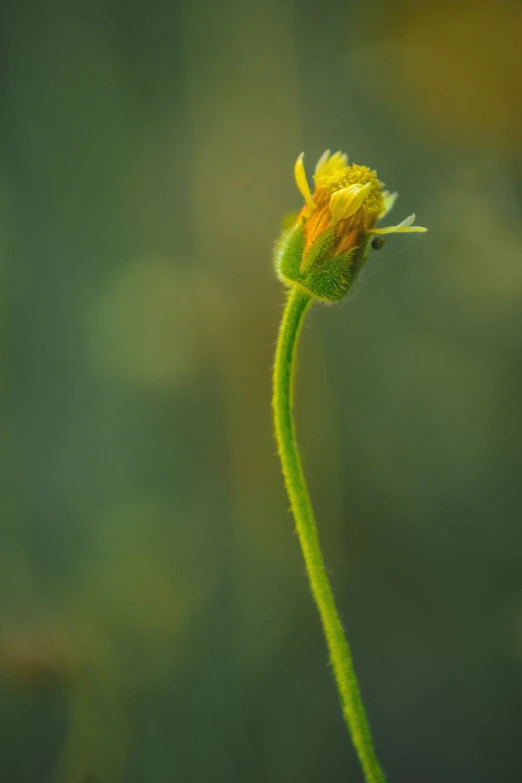 a very pretty green flower with long thin stems