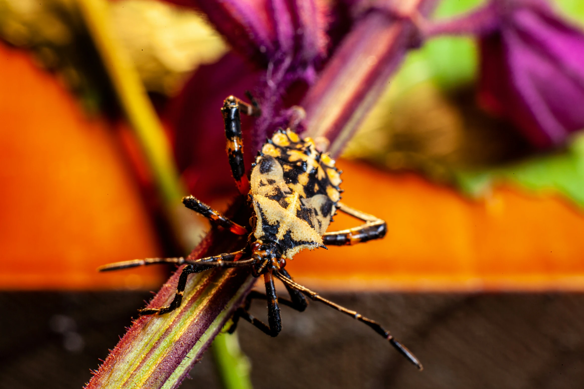 a brown and black bug on some very pretty purple flowers